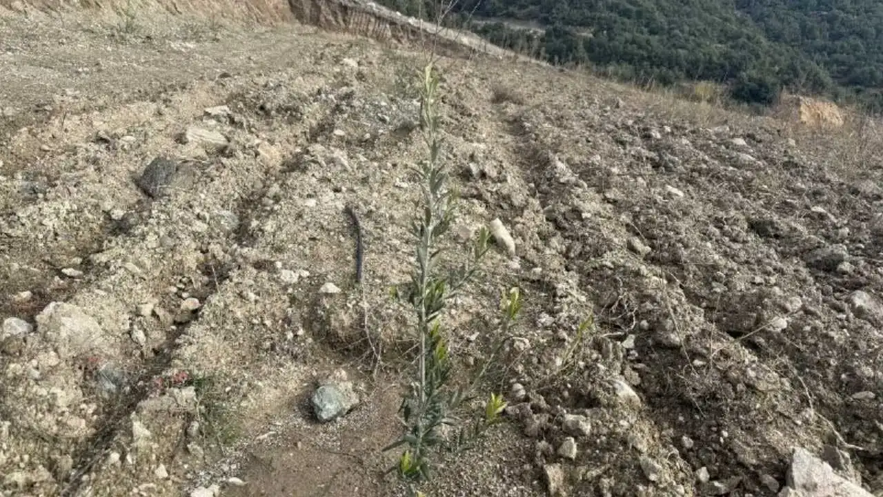 Eğirdir’de Kuraklığın Ardından Tarımsal Ürün Deseni Değişiyor! 5